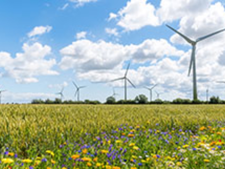 Feld mit Wildblumen, Getreide und vielen Windrädern bei blauem Himmel.