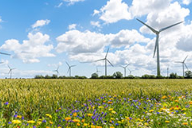 Feld mit Wildblumen, Getreide und vielen Windrädern bei blauem Himmel.
