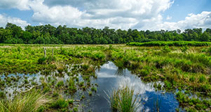 Feuchtgebiet mit Wasserflächen, Wiesen und bewölktem Himmel.