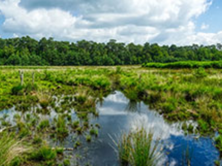 Feuchtgebiet mit Wasserflächen, Wiesen und bewölktem Himmel.