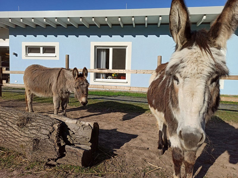 Zwei graue Esel auf einer Koppel vor dem Seniorenzentrum Süssendell