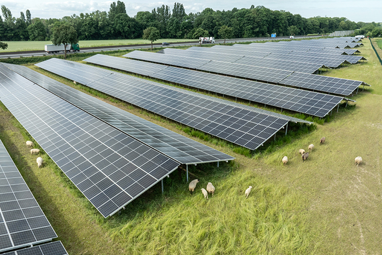 Solaranlage mit Schafen