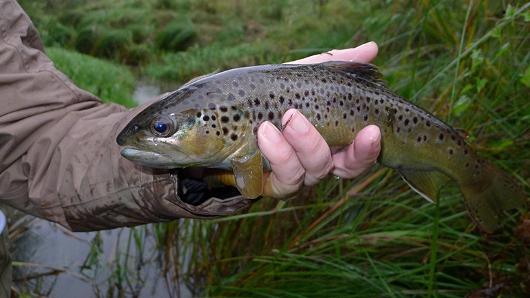 Ein Fisch wird in einer Hand gehalten da er wieder in der Emscher lebt