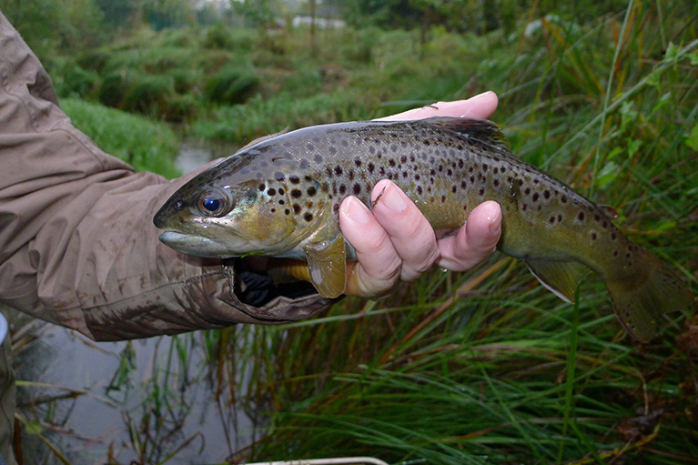 Ein Fisch wird in einer Hand gehalten da er wieder in der Emscher lebt