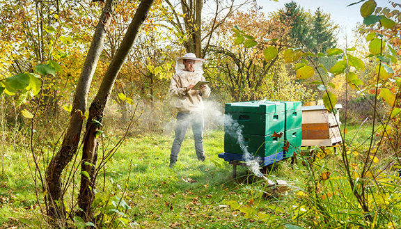 Imker mit Bienenstöcken