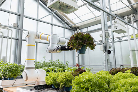 In einem Gewächshaus pflanzt ein Roboterarm Salat.