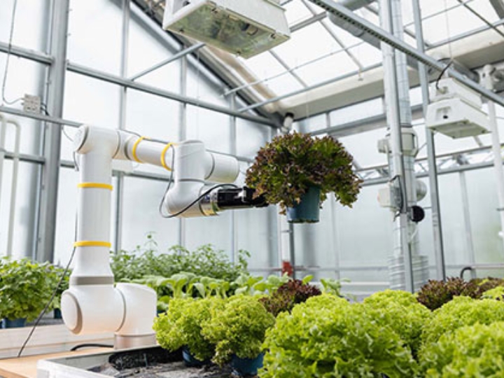 In einem Gewächshaus pflanzt ein Roboterarm Salat.