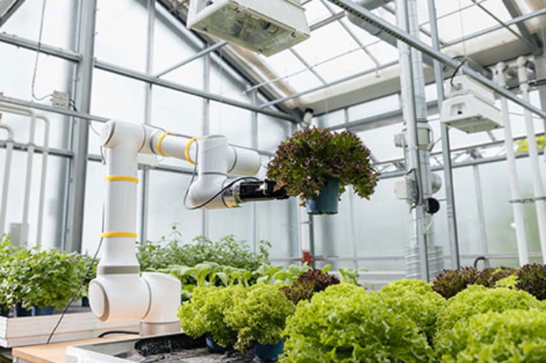 In einem Gewächshaus pflanzt ein Roboterarm Salat.