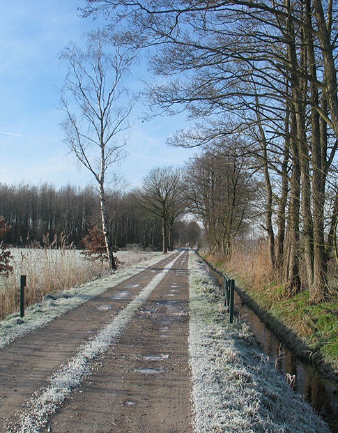 Ein Feldweg durch eine winterliche Landschaft mit Bäumen und Feldern