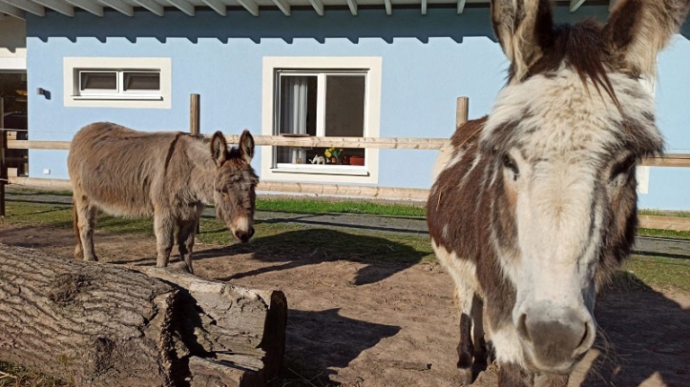 Zwei graue Esel auf einer Koppel vor dem Seniorenzentrum Süssendell