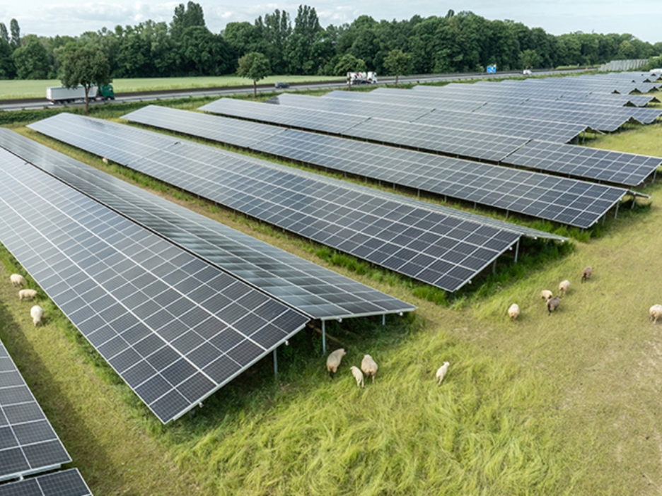 Solaranlage mit Schafen
