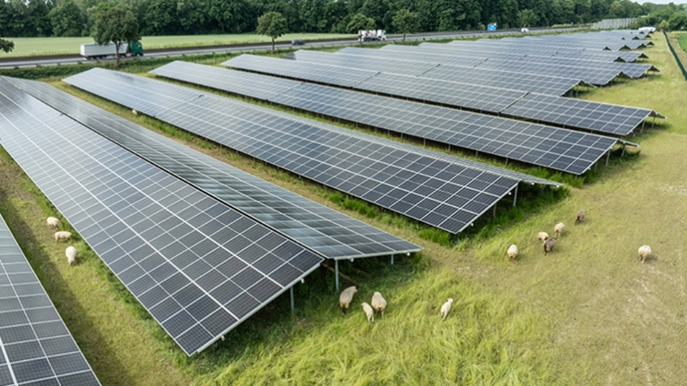 Solaranlage mit Schafen